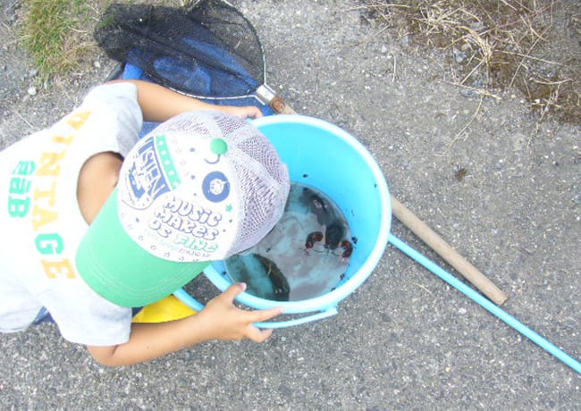 子どもが青いバケツを覗き込み、水中の生き物を観察している様子