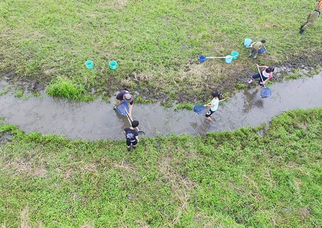 田んぼのあぜ道の水路で、子どもたちが網を使って生き物を探している様子
